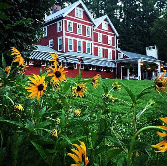 Sunflowers on the front lawn of the Springside Inn